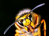 Wasp