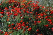 Coquelicots 637