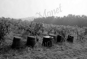 Vendanges 07 