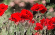 Coquelicots crea