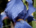 Iris 027